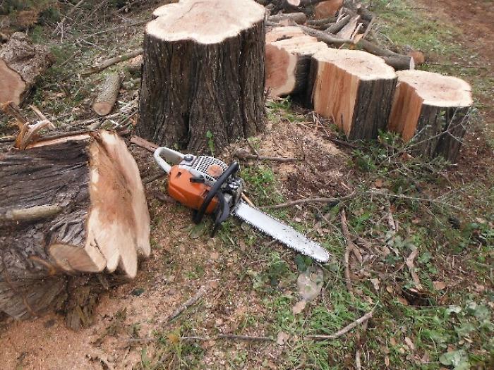 Si butta in dirupo per evitare tronco