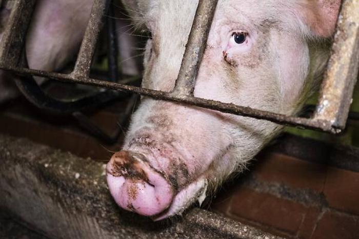 Efsa, resistenza antibiotici in allevamenti non rallenta