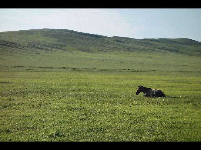 Da Mongolia un cavallo per figlio Trump