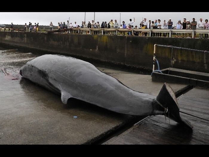 Balena trovata in un bosco in Brasile