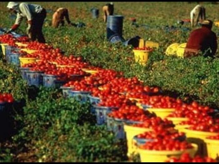 Furgone si ribalta nel foggiano: un morto e otto feriti, coinvolti nove braccianti