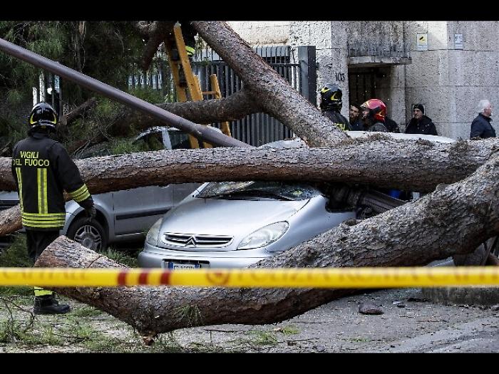 Feriti da crollo albero, Pm Roma indaga