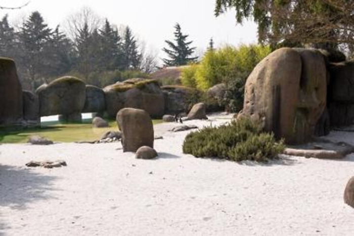 AAA habitat per pinguini vendesi (ma &egrave; una campagna di sensibilizzazione)