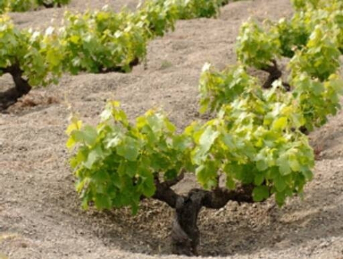 Pantelleria, maxi furto (sei quintali) di zibibbo