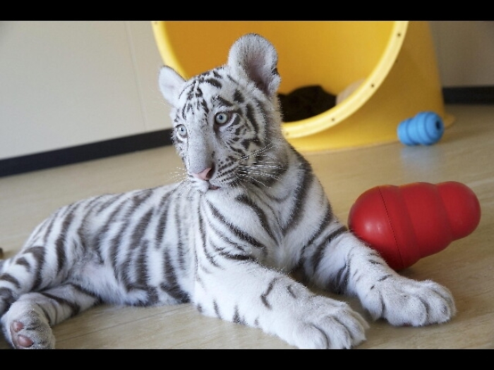 Giappone: tigre uccide guardiano zoo