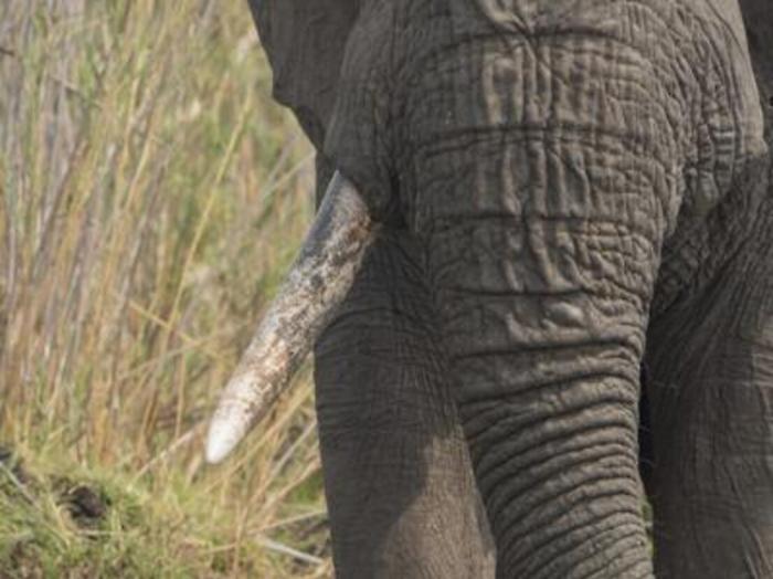 Tumori: elefanti resistono a cancro svegliando gene 'zombie'