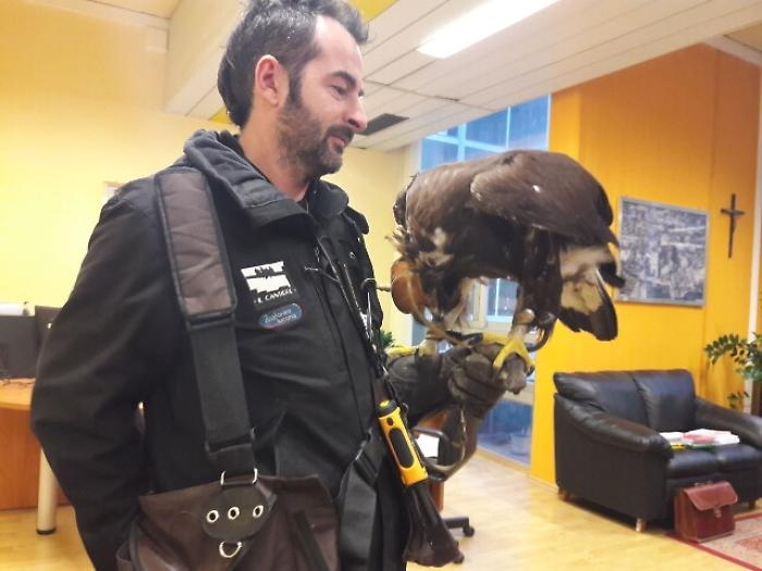 Un'aquila in Tribunale, 'bird control'