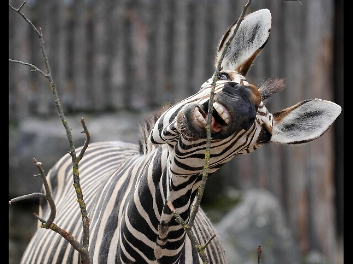 Zebra in fuga in Germania, abbattuta