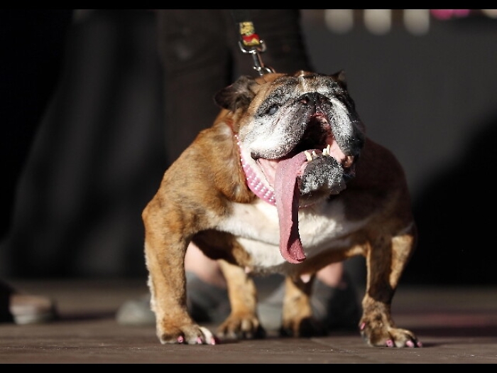 Una Bulldog &egrave; cane pi&ugrave; brutto del mondo