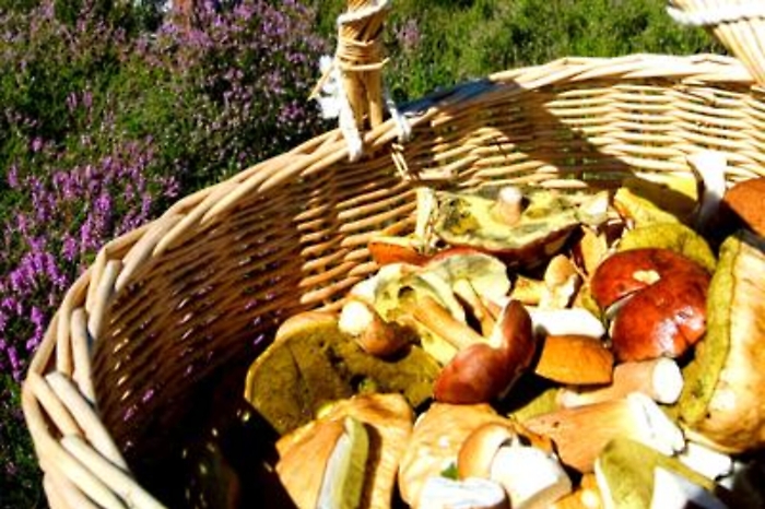 Alimenti: dal test dell'aglio alla prova lumaca, i falsi miti sui funghi