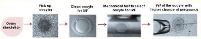 Fecondazione: da Cnr tecnica per identificare ovociti pi&ugrave; sani