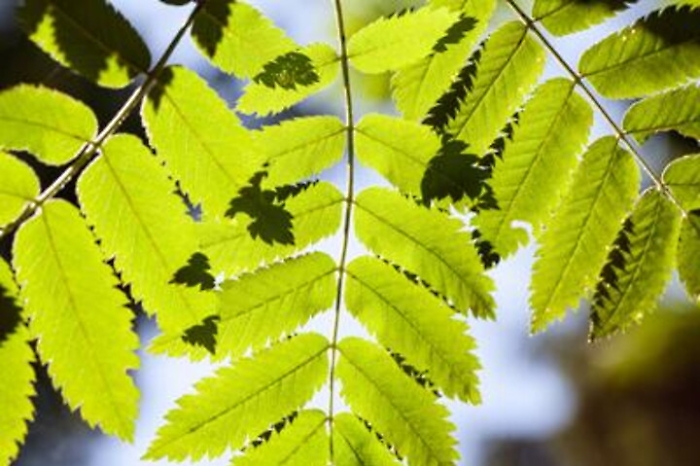 Salute: Betti, da modelli vegetali risposta su efficacia omeopatia