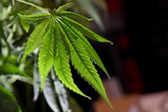 Cannabis: farmacisti a Lorenzin, prezzo troppo basso per terapeutica ci danneggia