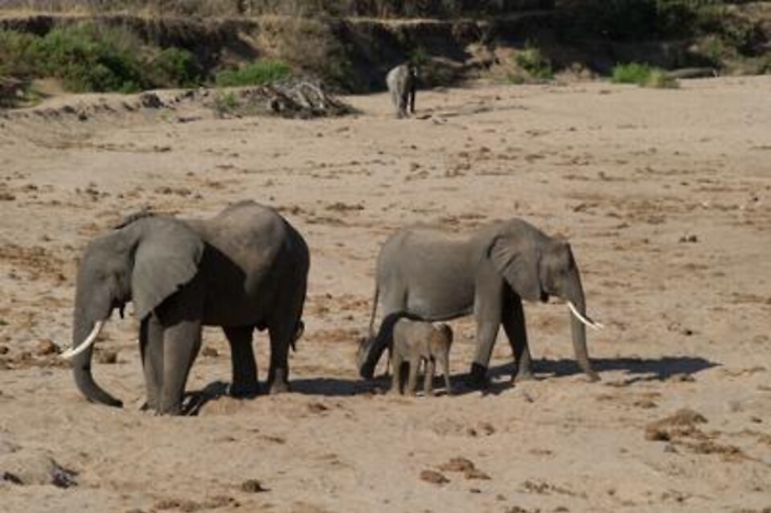 Siti Unesco, nel 30% traffico illegale di specie selvatiche