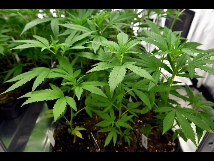 Brascia (M5S), Lega vot&ograve; per canapa shop