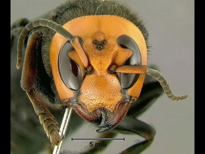 Sciame calabroni durante gara, 7 feriti