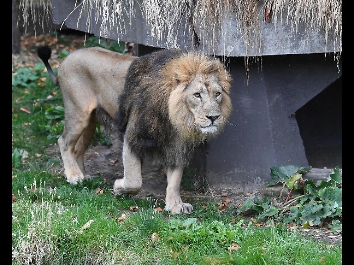 Usa: leone uccide addetta centro natura