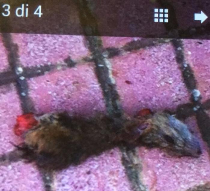 Topi alla scuola Leonardo da Vinci di Mascalucia, genitori tengono figli a casa