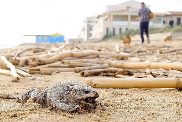 Punta secca, il "rospo" pietrificato dal sale diventa virale sul web