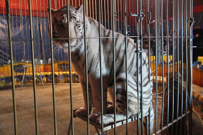 Identificati spettatori circo da cui era fuggita tigre Oscar