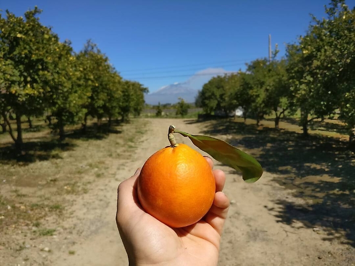 Il mercato cinese apre agli agrumi siciliani