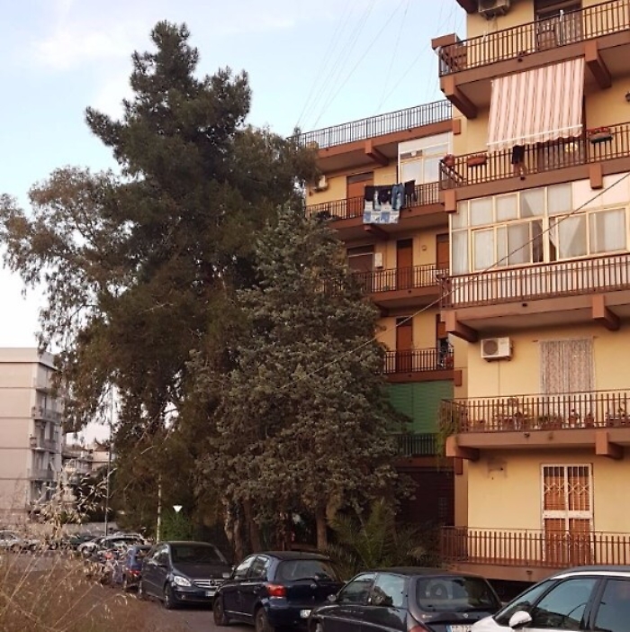 Catania, albero pericolante sui fili della luce in via Anselmi