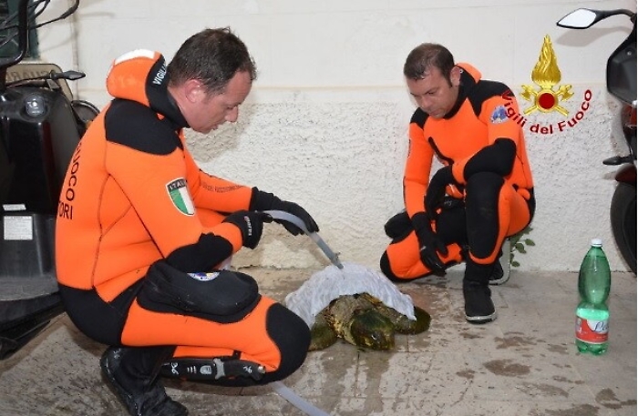 Palermo, vigili del fuoco salvano Caretta caretta
