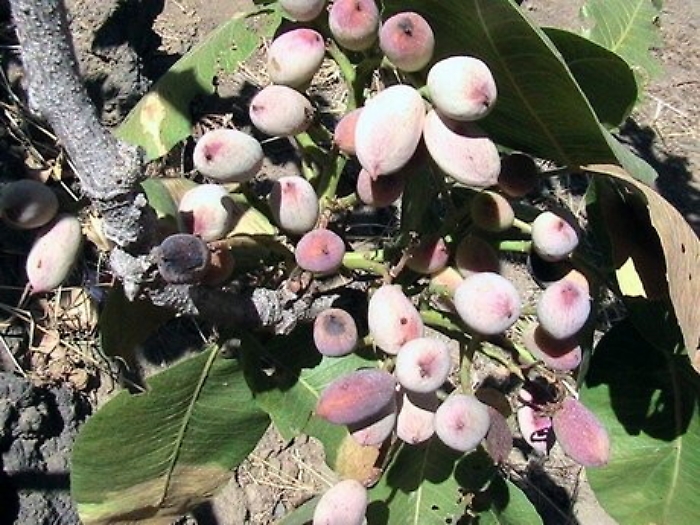 Coldiretti, gravi danni a pistacchieti di Bronte dopo grandinata