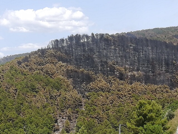 Incendi, imprenditore vuole &ldquo;adottare&rdquo; il bosco di Chiaramonte andato in fumo