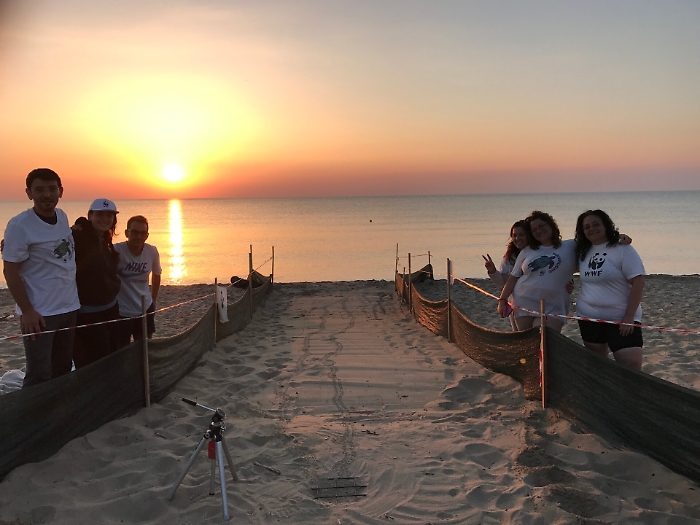 La schiusa delle uova di caretta caretta nell'Oasi del Simeto