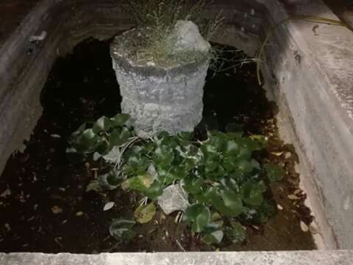 Aci Castello, centinaia di pesce lasciati morire nella fontana di Villa Fortuna