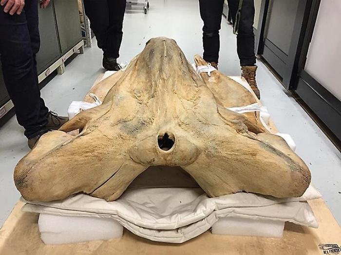 Trovato nel Siracusano un fossile di Caperea marginata, la pi&ugrave; enigmatica delle balene