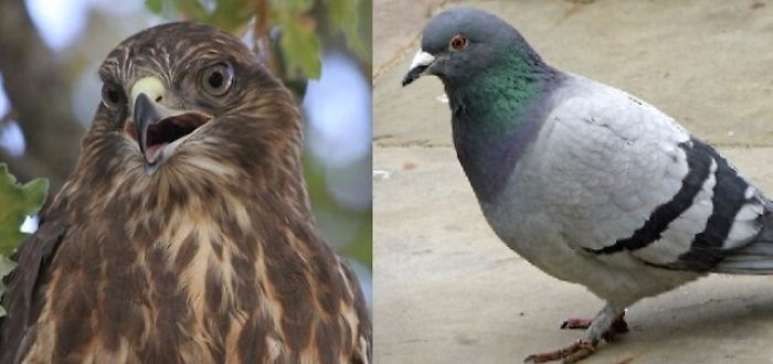 Falchi per allontanare i piccioni dagli ospedali: Lipu dice no