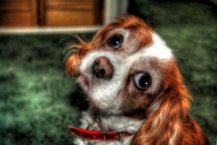 Cani riservano "occhi dolci" solo ad umani