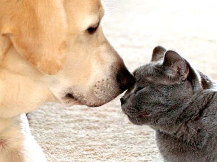 Cani pi&ugrave; intelligenti di gatti? Pare di s&igrave;: hanno il doppio dei neuroni