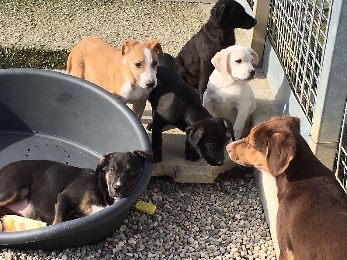 Catania, un progetto per l'adozione di cuccioli al Nord: da Enpa e Comune nuova strategia contro il randagismo