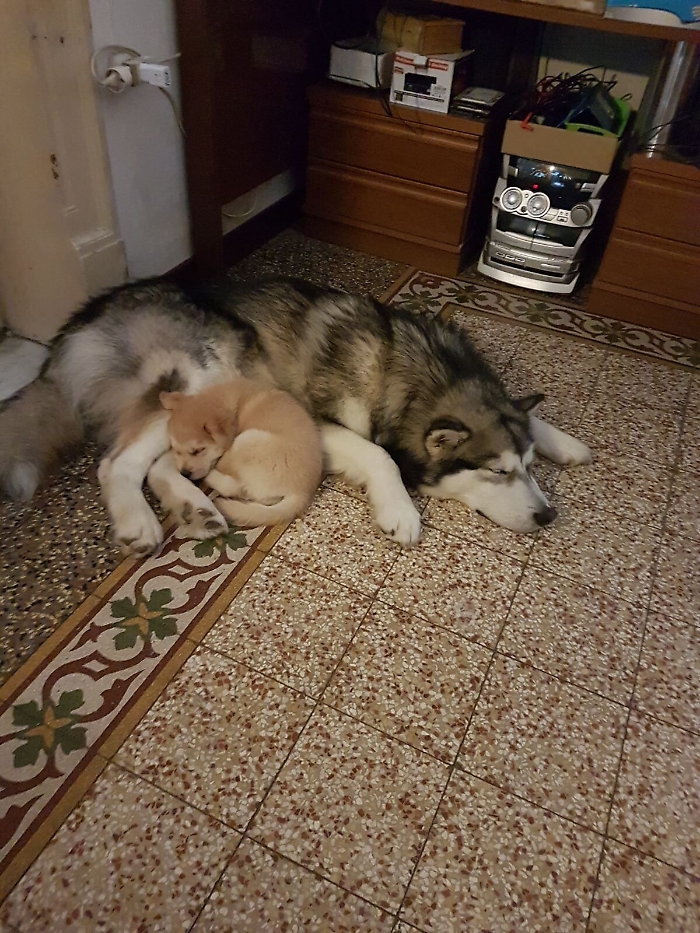 Ho preso due cani al canile di Palermo ma non ho ricevuto il contributo promesso