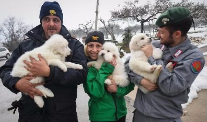 Cucciolo salvato da tragedia Rigopiano adottato da famiglia vittime