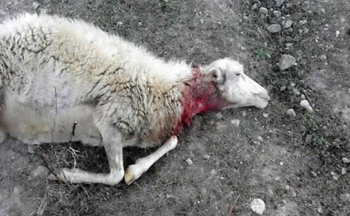 Castelvetrano, cani randagi uccidono 19 pecore