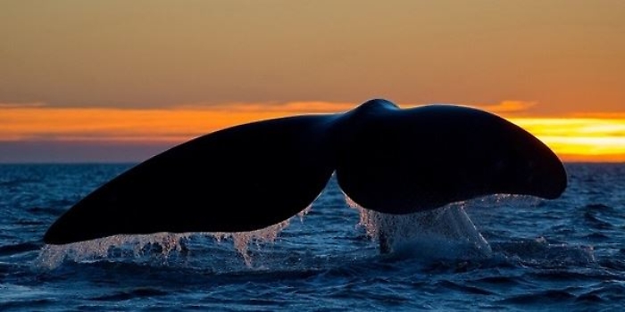 Microplastiche anche negli oceani incontaminati: cetacei a rischio