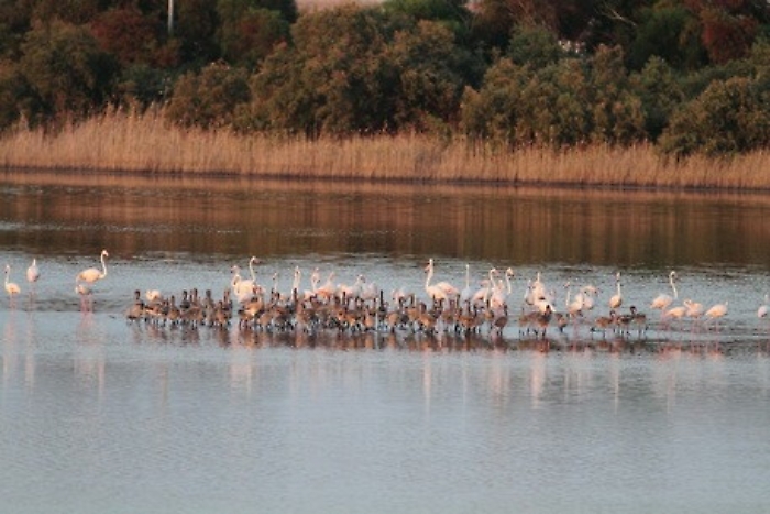 Amelie, il fenicottero rosa di 38 anni che dalla Francia viene a svernare in Sicilia