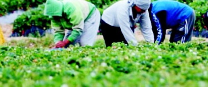 Risultavano assunti come braccianti ma non era vero: truffa all'Inps nel messinese