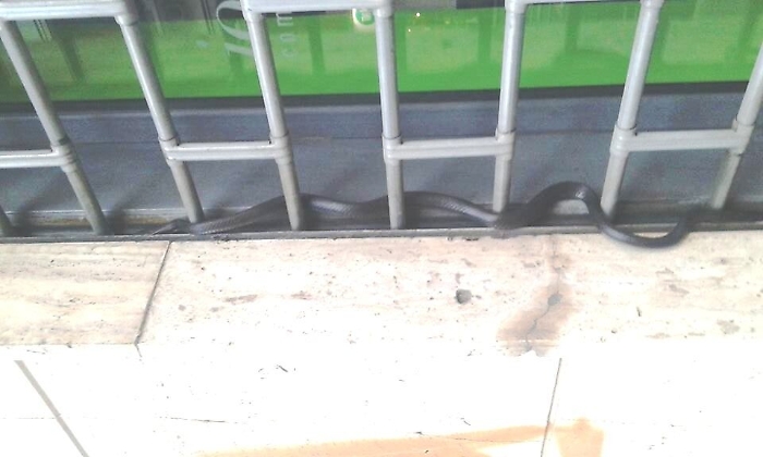 Catania, panico per un serpente in viale Jonio: recuperato dai vigili del fuoco