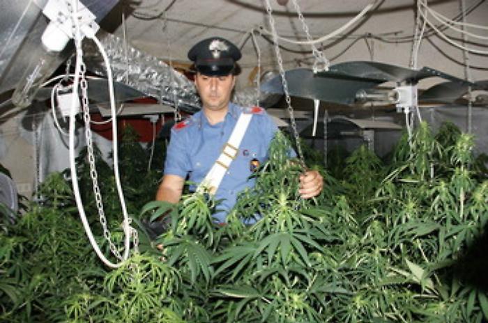 Partinico, in una villetta semiabbandonata una piantagione di marijuana