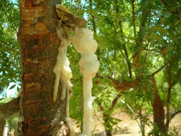 La manna non piove solo dal cielo, nelle Madonie &egrave; quasi un'industria