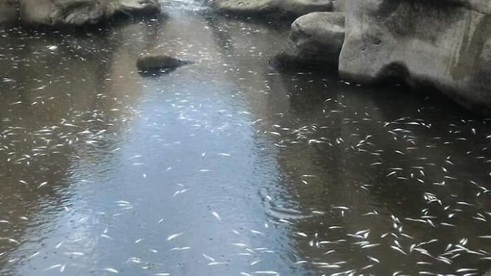 Mor&igrave;a di pesci nel fiume Alcantara tra rassicurazioni e "sospetti"... 