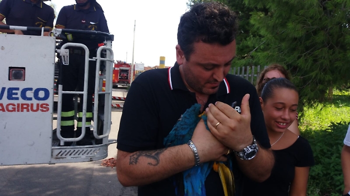 Mascali, si d&agrave; alla fuga  "Ara ararauna": autoscala e tanta pazienza, "ripreso" da vigili del fuoco... 