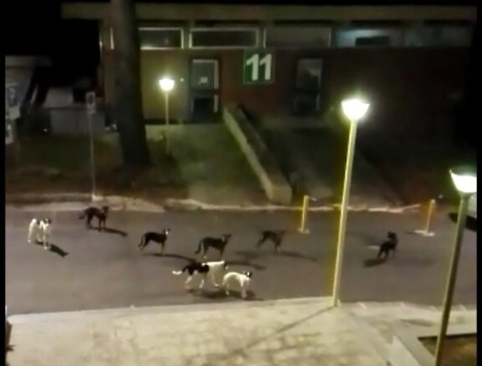 Notti di paura al Policlinico di Catania per un branco di cani randagi