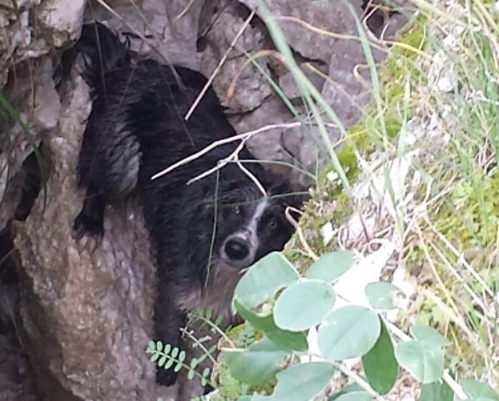 Sutera, carabinieri e vigili del fuoco salvano il cane Ugo
