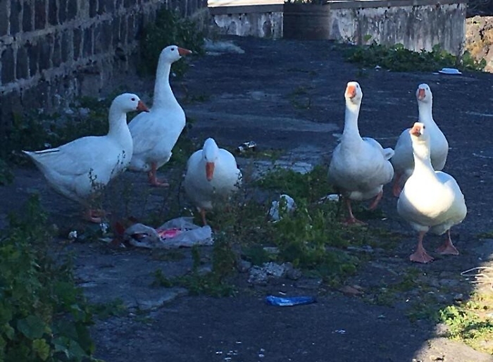 Catania, che bello! Ci sono le ochePeccato che becchino dei rifiuti...